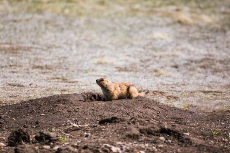 A prairie dog guards its home in Custer State Park in the Black Hills of South Dakota.