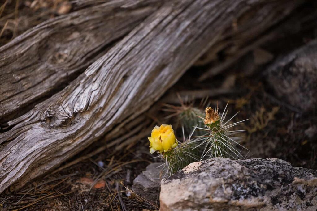 A cacti tucked between a rock and an old piece of twisted wood blooms with a bright yellow flower.